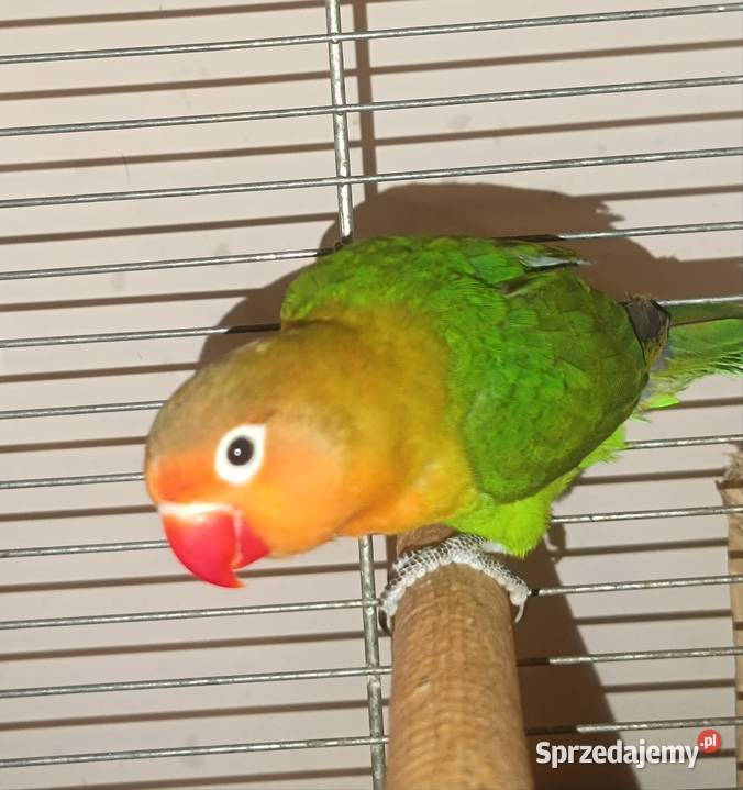 Fisher Nierozłączki Rzeszów