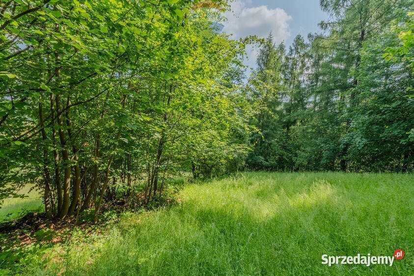 Działka leśna Rzyki
