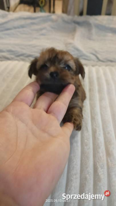 Jedna dziewczynka i dwóch chłopaków Mochała sprzedam