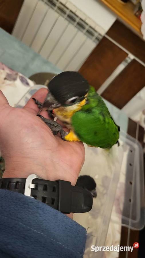 Rudosterki ręcznie karmione Sulbiny