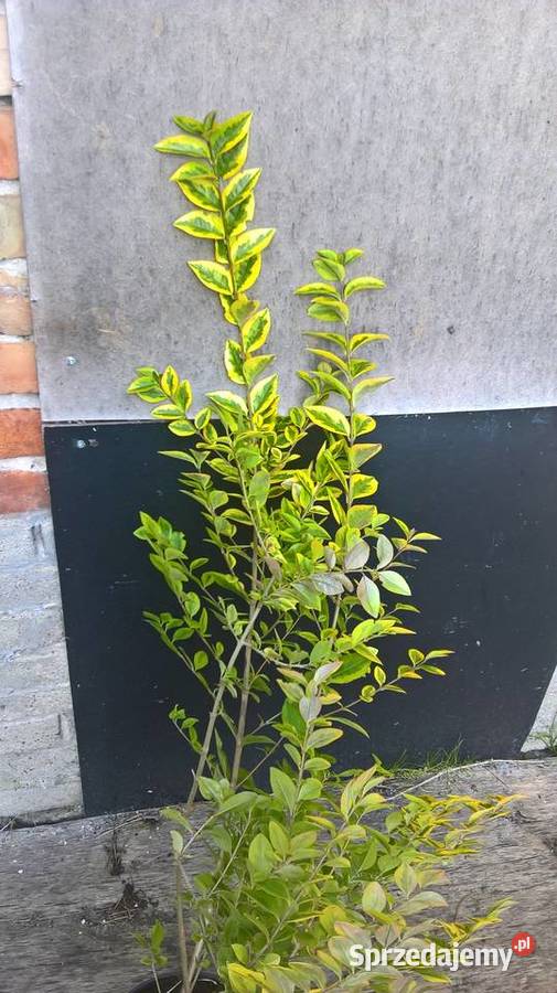 LigustrLigustrum Gotowy żywopłot Mszczonów