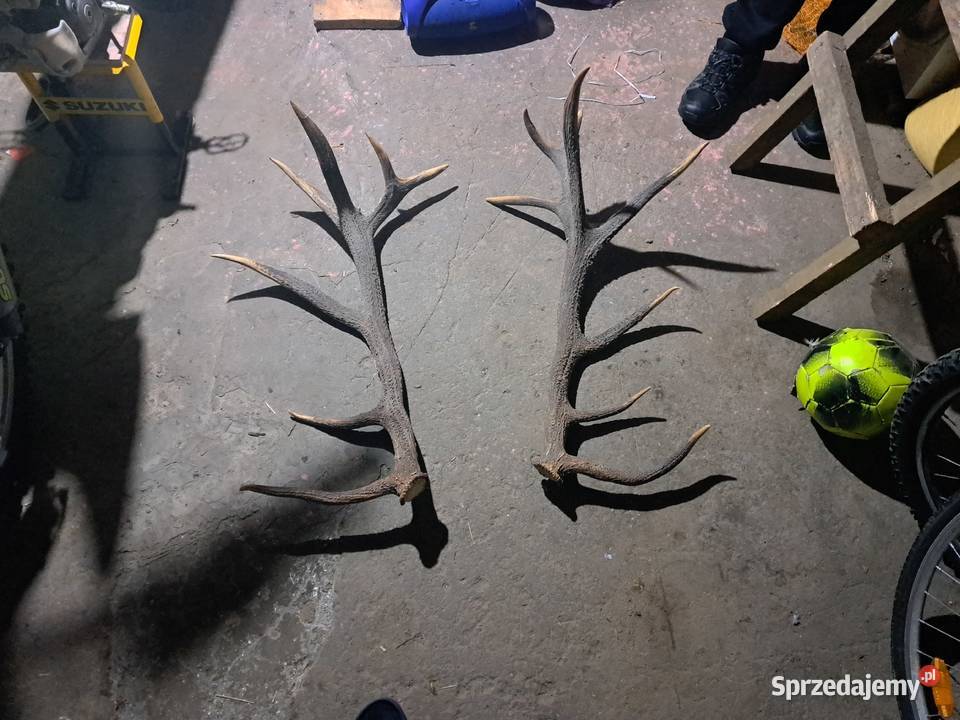 Poroże jelenia Goleniów sprzedam