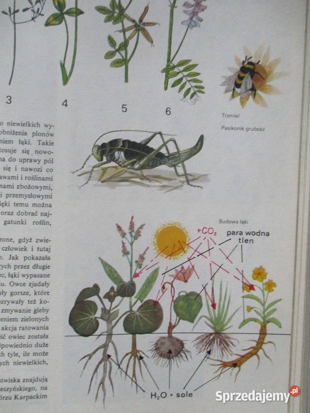 Polska Moja Ojczyzna Encyklopedia dzieci Łódź