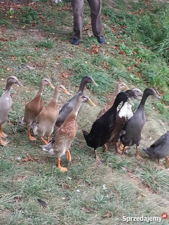 Kaczki Biegusy Młode Różne Kolory Zwierzęta lubelskie Ryki sprzedam
