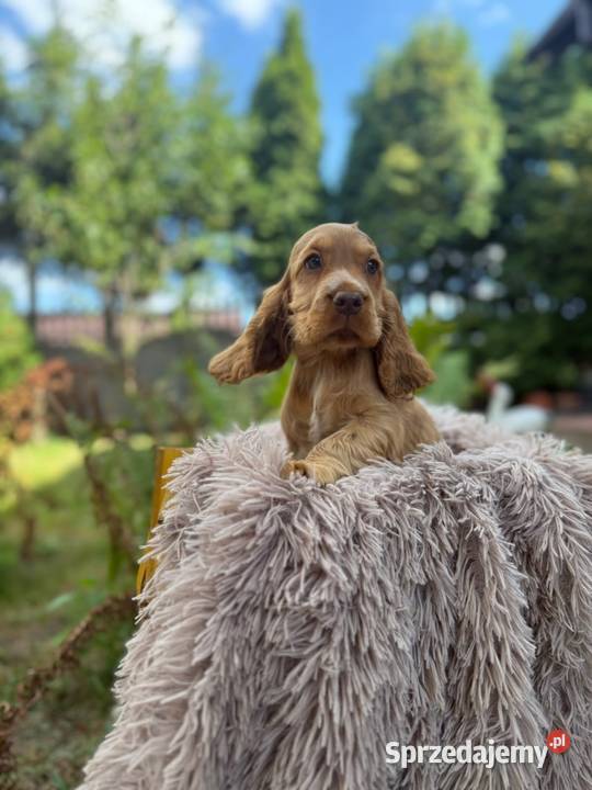 Cocker spaniel angielski Piesek Rodowód Kielce