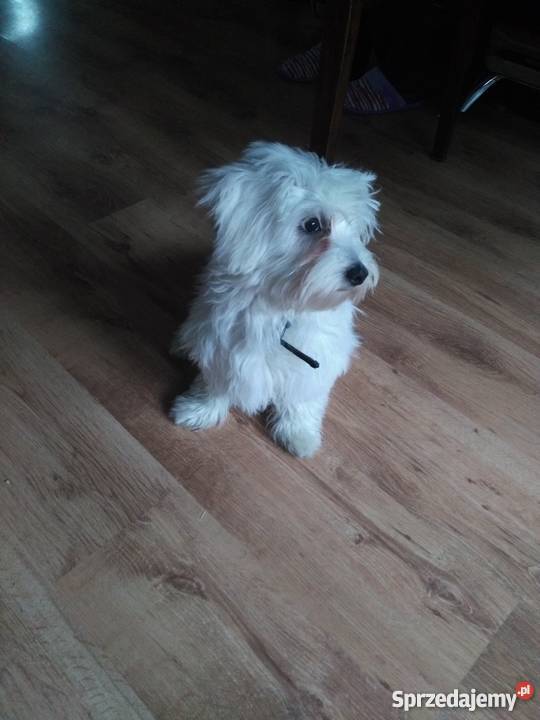 Maltańczyk 5 mcy wielkopolskie Leszno