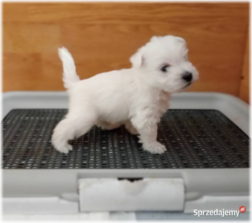 West Highland White Terrier ZKwP FCI Częstochowa