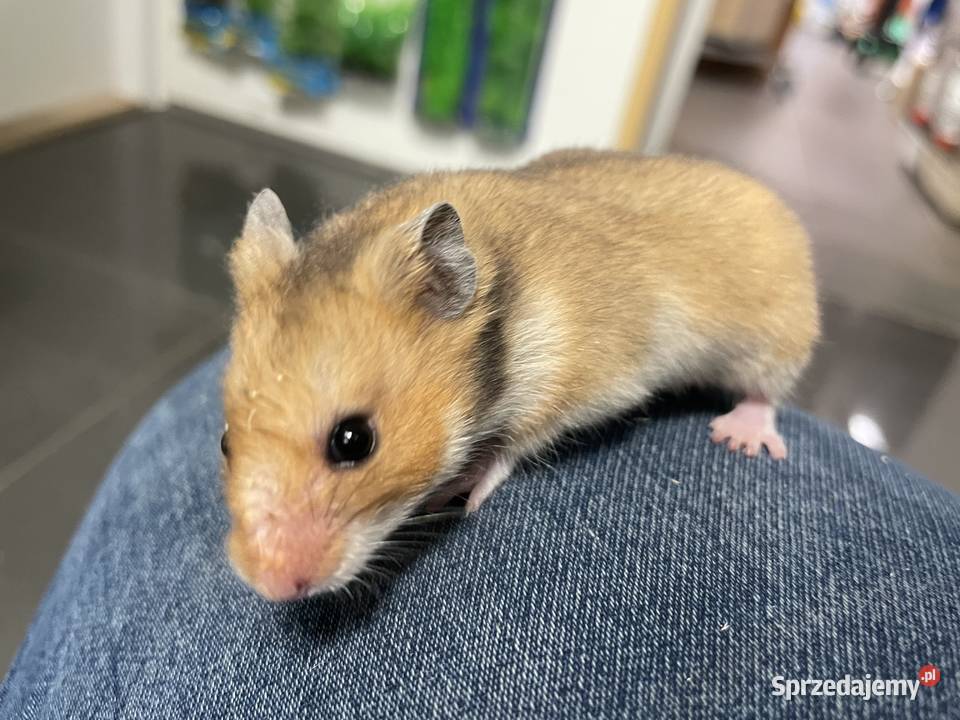 chomik syryjski różne kolory Gliwice sprzedam