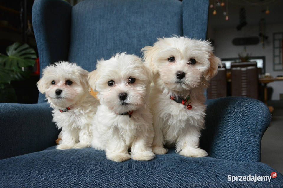 Przyjazne kochane maltańczyki z rodowodem Stary Sącz