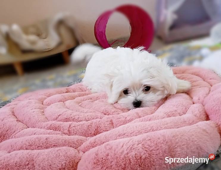 Maltańczyk szczenię suczka Racibórz