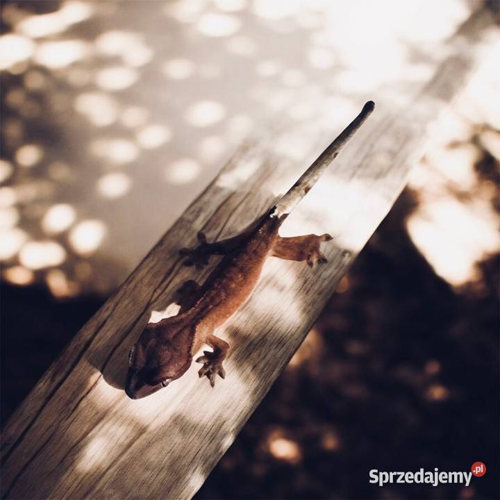 Młody gekon orzęsiony bicolor Gady i płazy Jastrzębie-Zdrój