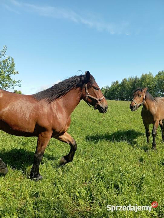 Trzy Klacze zimnokrwiste Konie podkarpackie Olchowa sprzedam