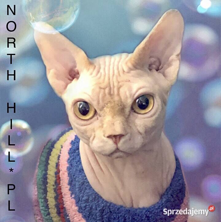 FPL kotka niebieska szylkret sfinks kanadyjski Sosnowiec