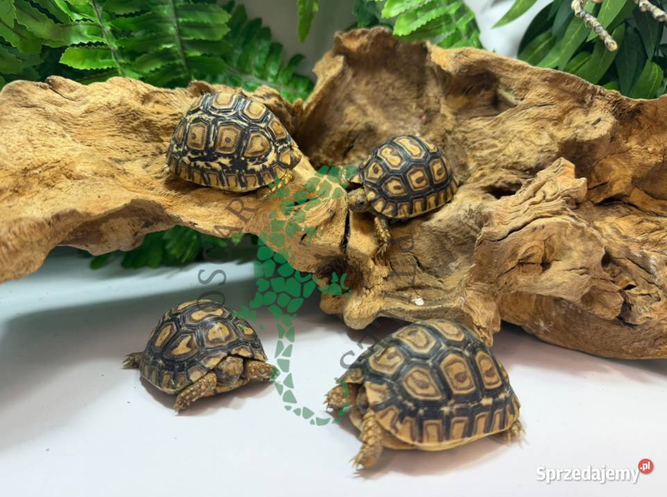 Żółw lamparci Żółwie lamparcie Białystok