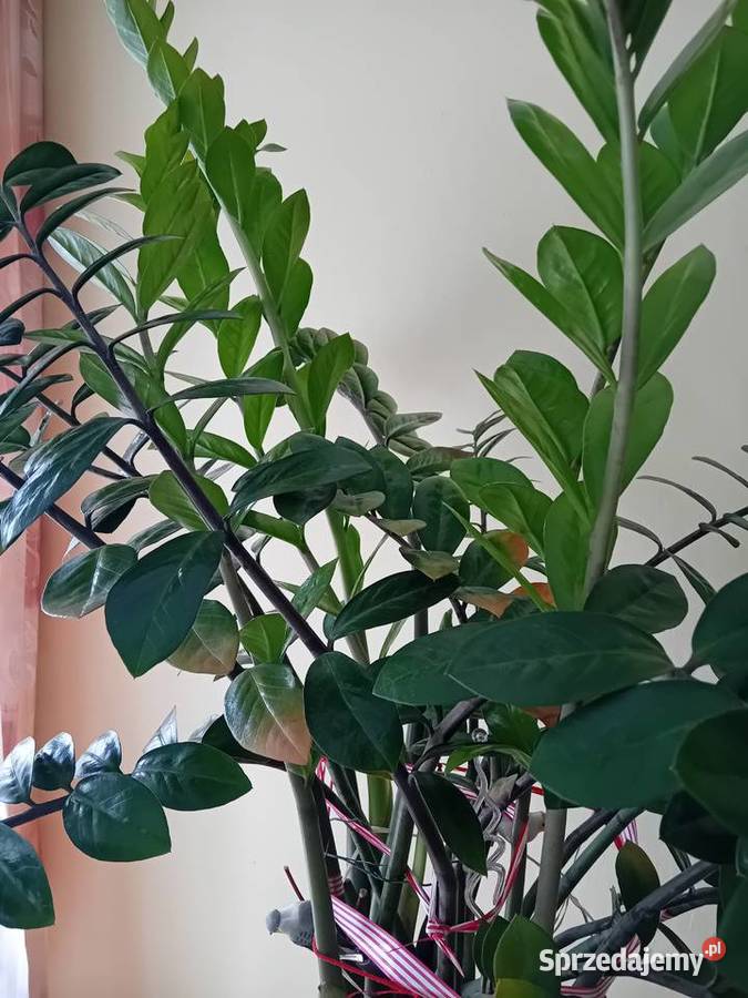 Zamiokulkas roślina doniczkowa sprzedam Łódź
