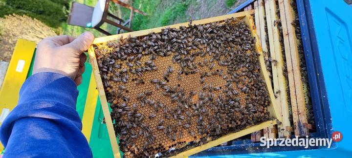 ODKŁADY PSZCZELE ROJE Pszczele RAMKA Pszczelarstwo małopolskie Andrychów