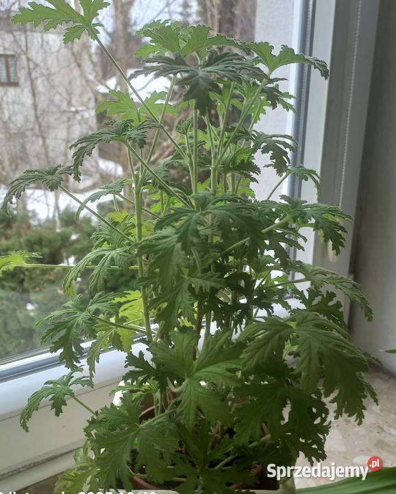 Kwiat doniczkowy Geranium wielkopolskie Poznań