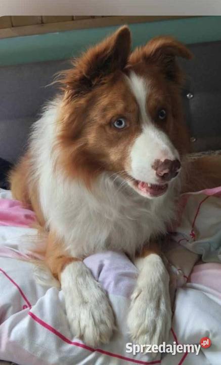 Border Collie Wołów