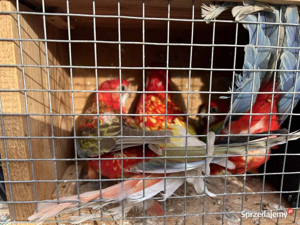 Rozella Białolica Pawłowice