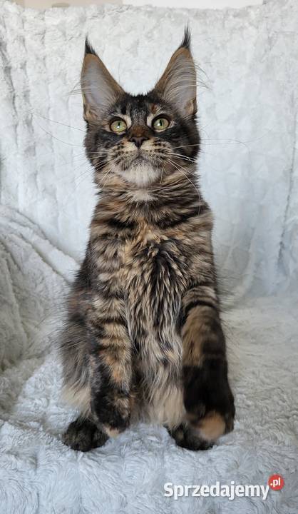 Maine Coon duże linie hodolwa FPL Maine Coon
