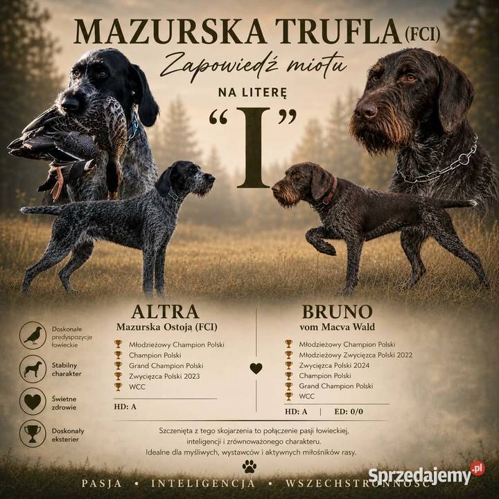 wyżeł niemiecki szorstkowłosy zapowiedź miotu warmińsko-mazurskie Święta Lipka sprzedam