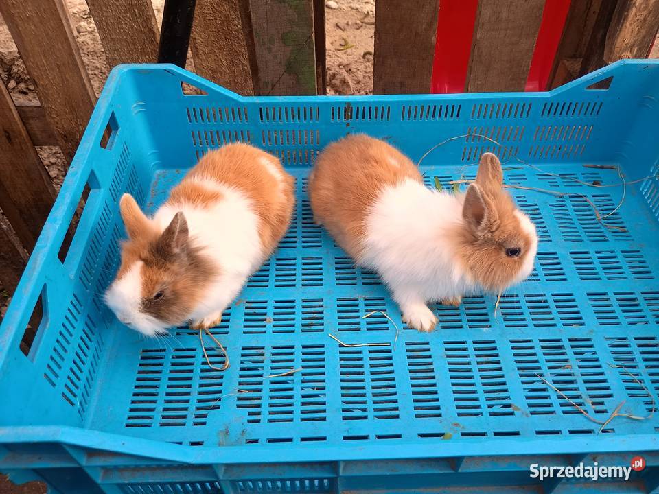 Sprzedam króliki miniaturki Gryzonie Tomaszów Lubelski