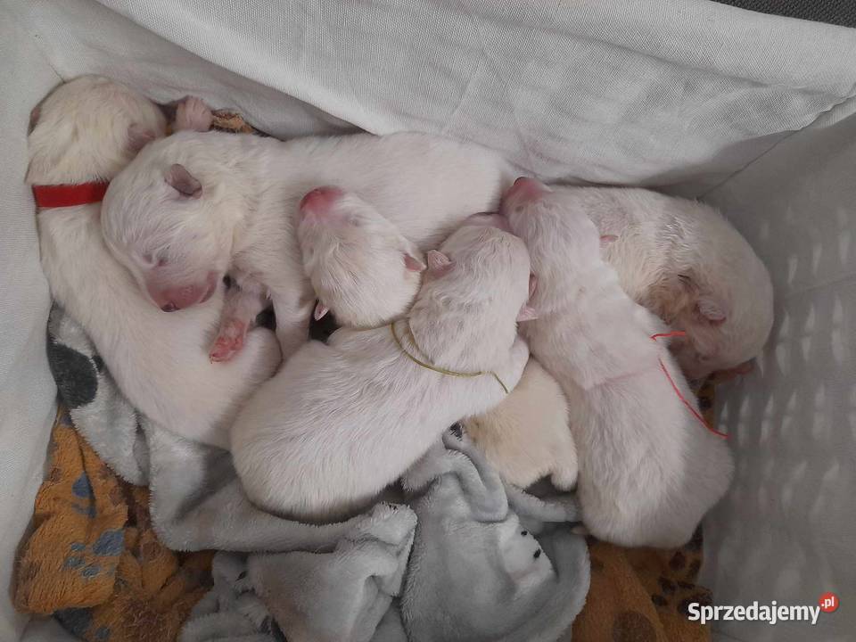samoyed szczeniaki ZKwP
