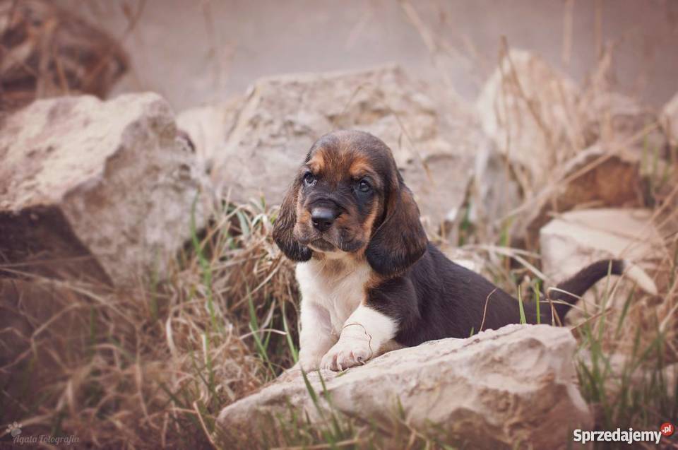 Szczenieta basset hound Championach z rodowodem śląskie Jaworzno sprzedam