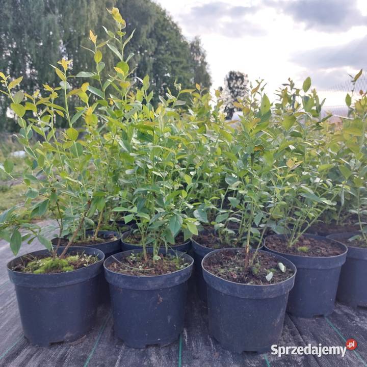 Borówka amerykańska Duke Chandler CAC mazowieckie Stromiec sprzedam