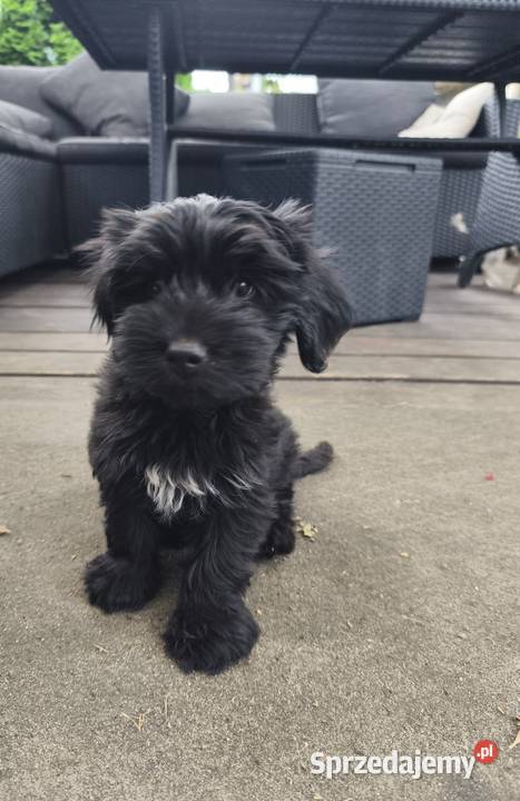 Yorkshire terrier York