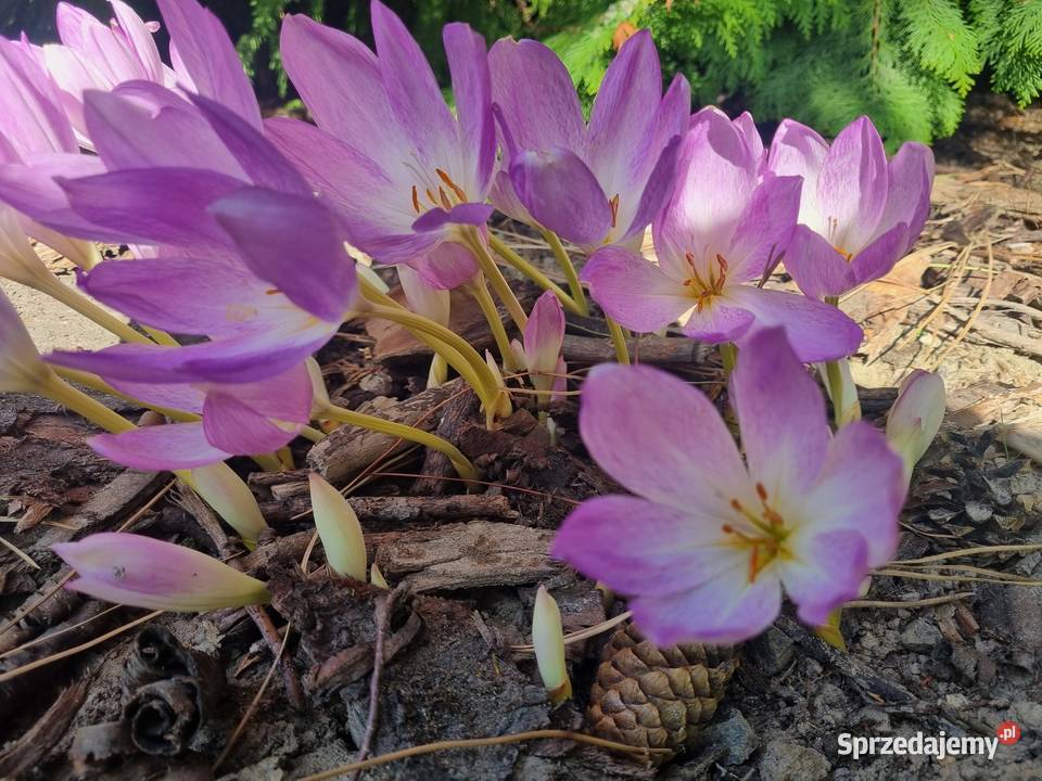 Zimowit jesienny Duże cebule XXL fioletowy Lublin sprzedam