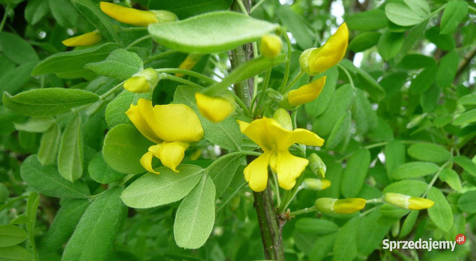 KARAGANA SYBERYJSKA Caragana arborescens NASIONA Nasiona Lubanie