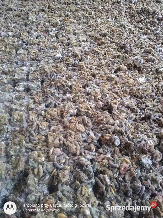 Nawóz naturalny Obornik gołębi Wieluń