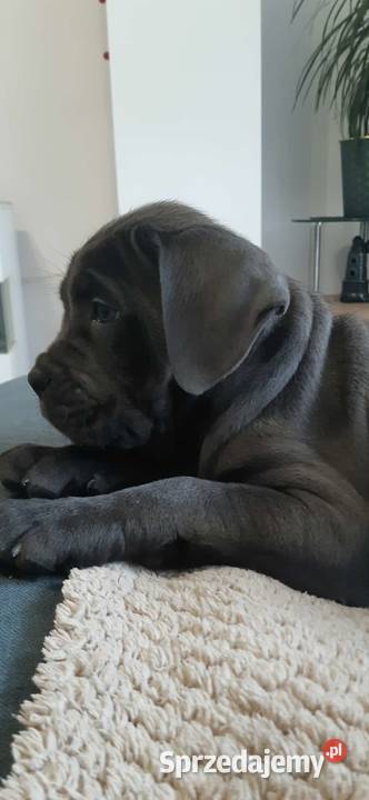 Suczka błękitna Cane Corso z rodowodem Czaniec