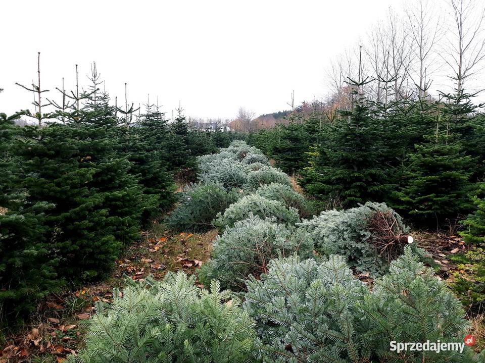 Jodła Kaukaska Nordmann cięta choinki HURT z Warszawa