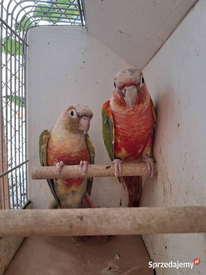 RudosterkaRudosterki Tryńcza