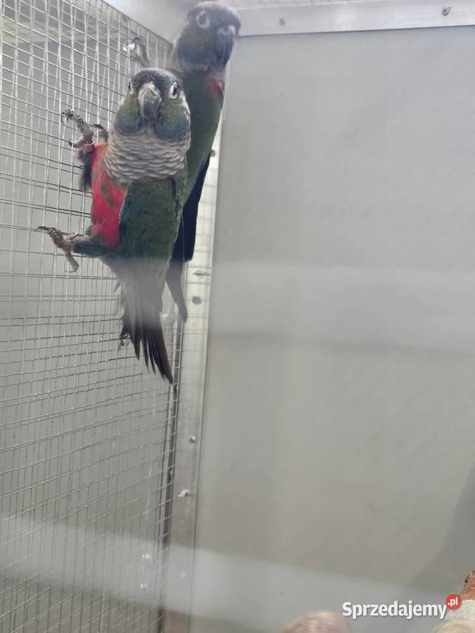 Sprzedam papugi Czerwionka-Leszczyny sprzedam