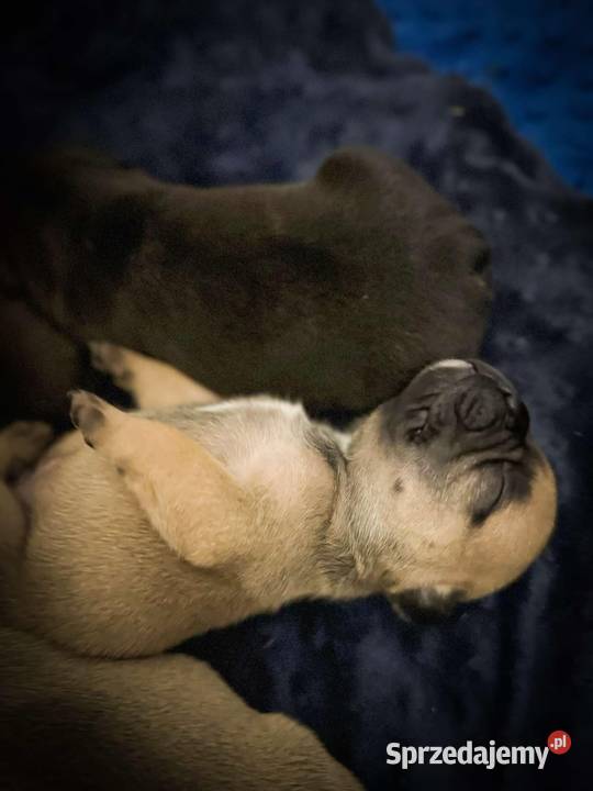 Buldog francuski Złotniki Kujawskie