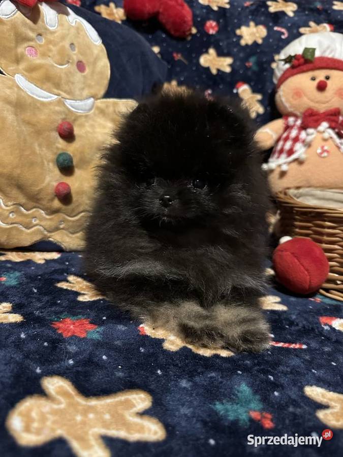 Szpic MiniaturowyPomeranian maluszek blaktan mazowieckie