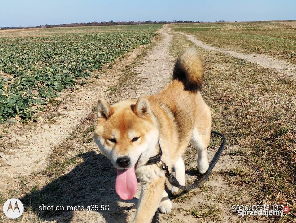 Roczny czerwony samczyk Shiba Inu Bychawka Trzecia