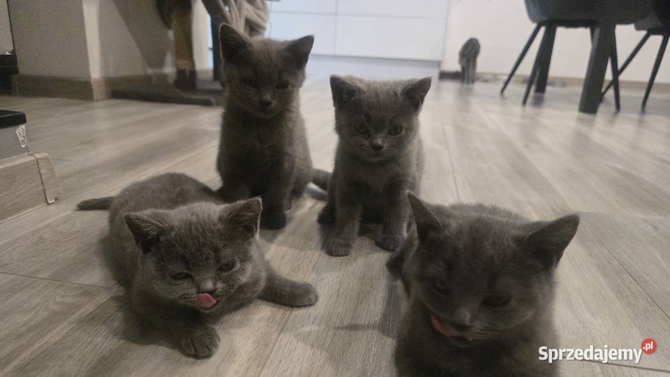 Kotki brytyjskie Kowary sprzedam