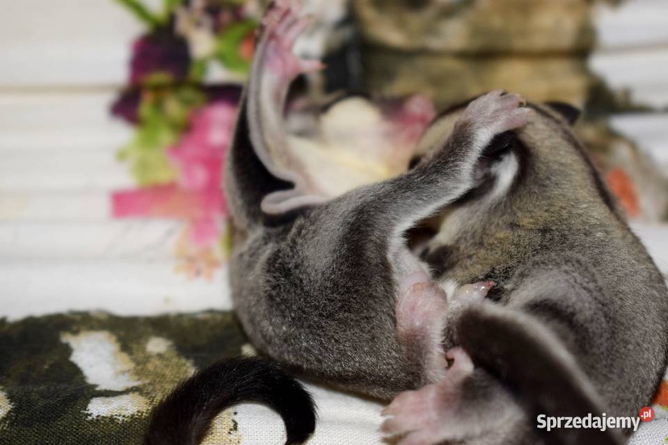 Lotopalanki lotopałanka karłowata sugar glider Wrocław