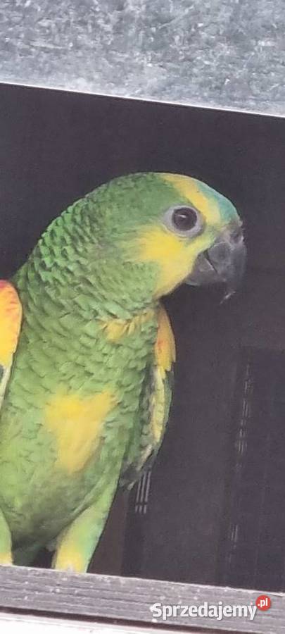 Amazonki niebieskoczelne Bystra