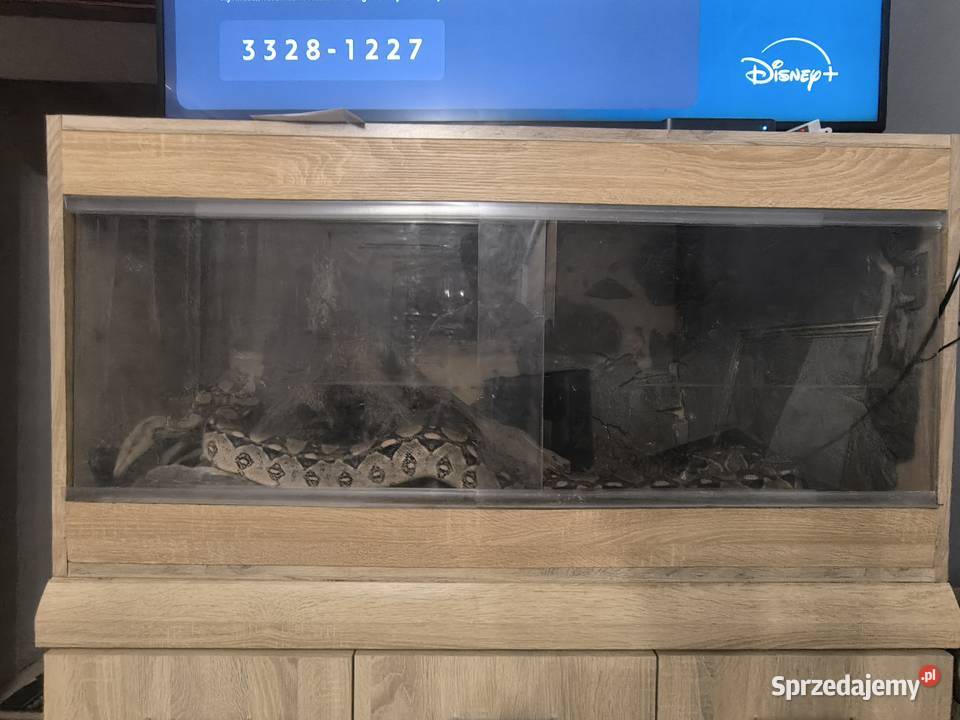 Boa Cesarski Boa imperator Terrarium Nysa