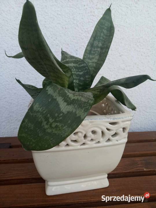 SANSEVIERA GREEN HAHNI Warszawa sprzedam