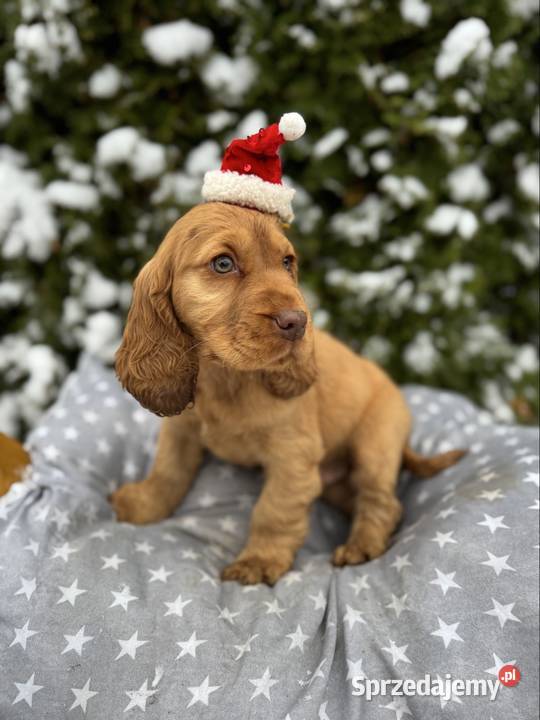 Jedyny taki Śliczny piesek Cocker Spaniel Łódź