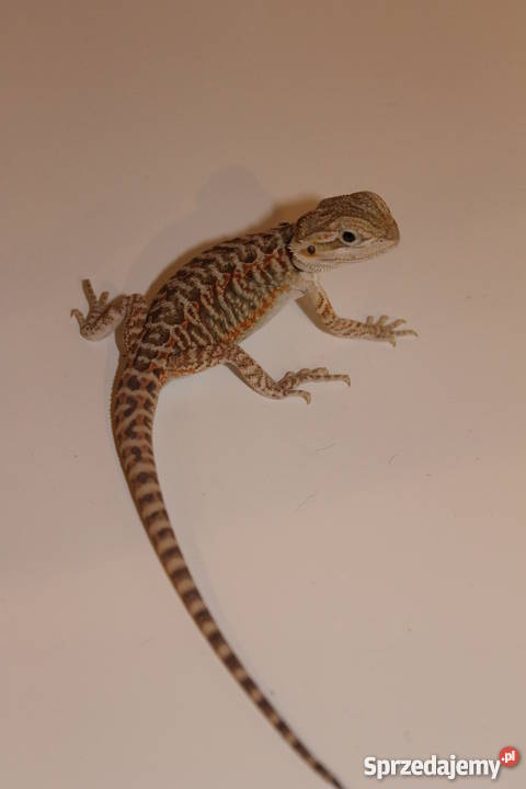 Agama Brodata barwne odmiany Pozostałe