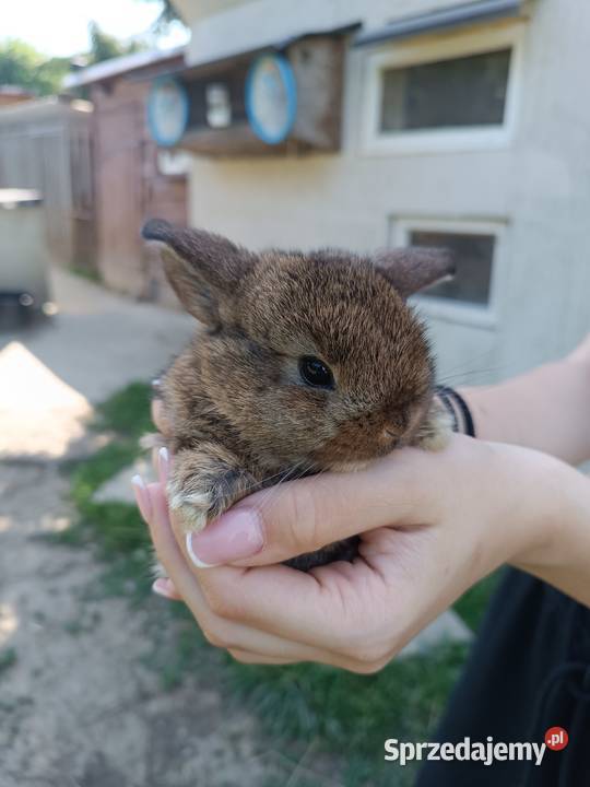 Króliczki Mini Lop Jaśliska