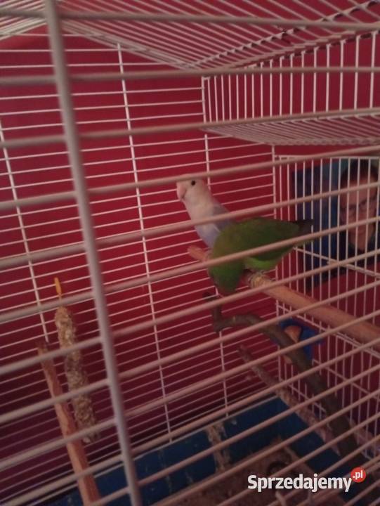 Sprzedam dolnośląskie Kłodzko