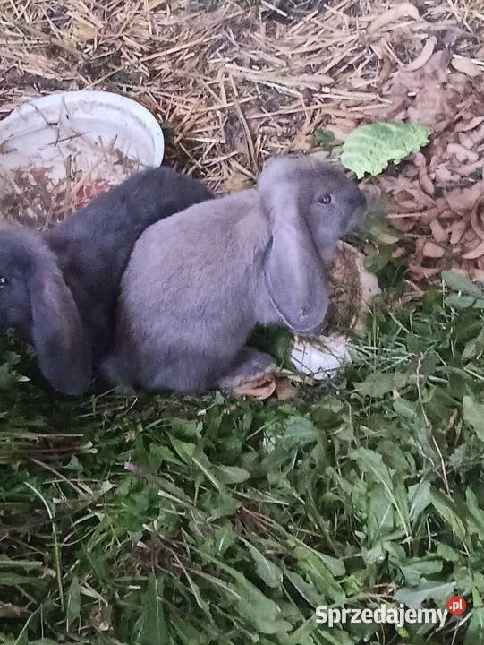 Króliki Króliki Kutno